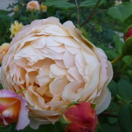 Casa Vacanze La Quercia E L'ulivo Lejlighed